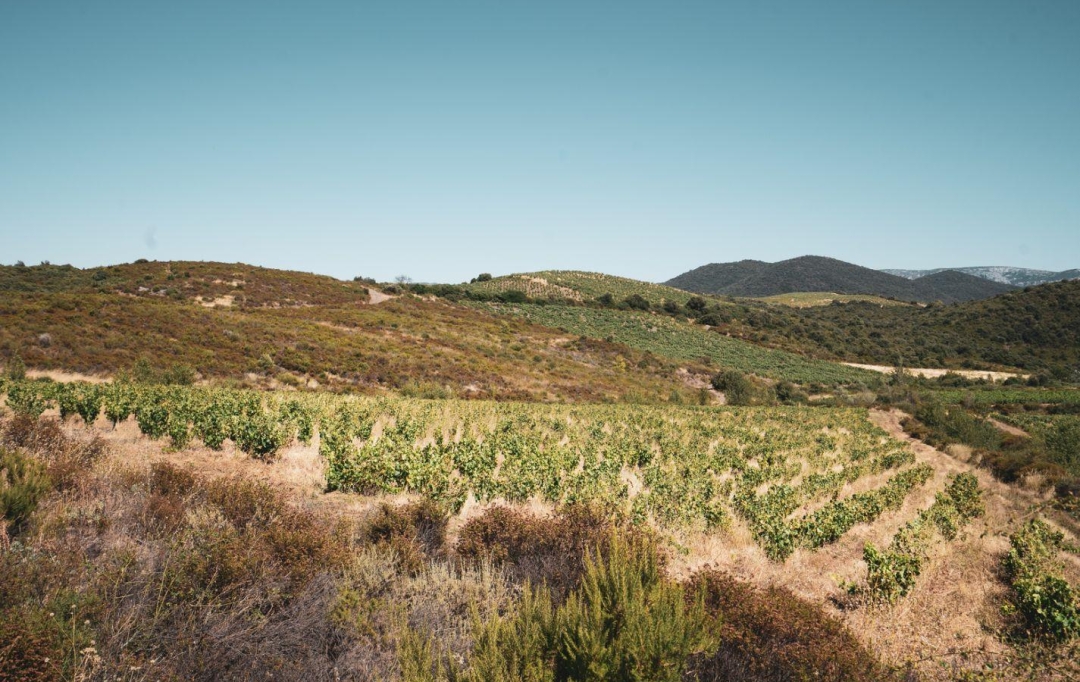 Benedicte JOUVET - ODYSSEE - IMMO-DIFFUSION : Terrain | CASCASTEL-DES-CORBIERES (11360) | 107 m2 | 130 000 €  Benedicte JOUVET - ODYSSEE - IMMO-DIFFUSION : Terrain | CASCASTEL-DES-CORBIERES (11360) | 107 m2 | 130 000 €